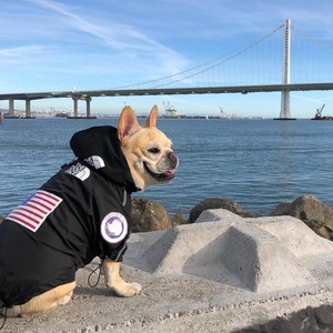 Fabricante al por mayor <span class=keywords><strong>Cool</strong></span> <span class=keywords><strong>Funny</strong></span> Dog Jacket Chaqueta de poliéster de alta calidad para mascotas para perros grandes Nuevo estilo para verano y primavera - Product Image 2