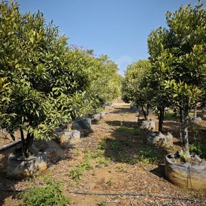 Hokbg ถุงปลูกต้นไม้สำหรับเรือนเพาะชำขนาดใหญ่ส่งตรงจากโรงงานสำหรับสวนมังคุด - Product Image 1