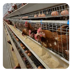 250 ציפורים שכבת ביצה לול כלוב בעלי חיים של בית תרנגולות למכירה