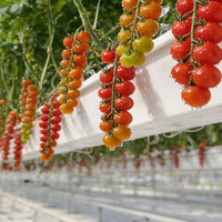 Sistemi di Coltivazione Verticale per Fragole ad Alta Resa, Vassoi Idroponici per Serre e Coltivazioni Verticali