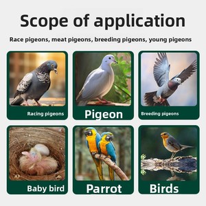 Suplemento en Polvo para la Salud Interna de Aves, para la Caída de Plumas, Fuente de Alimentación para Palomas Mensajeras - Product Image 4