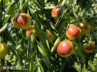 2023 Nieuwe Oogst Verse Zoete Appel Dateert Verse Jujube Fruit Winter Jujube Voor Export