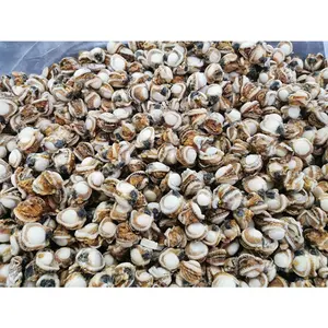 Daging kerang Conpoy kualitas tinggi dengan harga yang baik