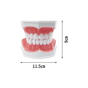 Modelo de Demostración Dental de Dientes Grandes (2 Unidades) con Cepillo de Dientes para Enseñanza, Estudio y Educación en el Cepillado Dental - Product Image 6