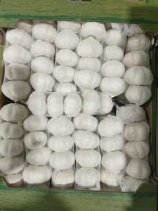 <span class=keywords><strong>Ail</strong></span> frais, petit emballage, 2/3/4/10 pièces par sac en filet/500g/1kg par sac en filet, qualité <span class=keywords><strong>A</strong></span>, sac en filet ventilé pour la vente au détail en supermarché - Product Image 6