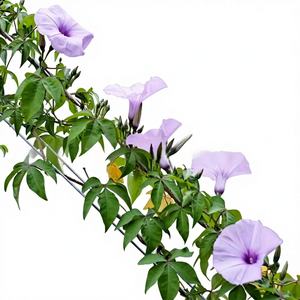Grote Morning Glory Zaden Olie Klimplant Hangende Balkon Patio Hekwerk Internet Hit Hot Item - Product Image 1