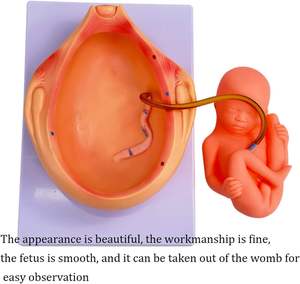 แบบจำลองกระบวน<span class=keywords><strong>การ</strong></span>พัฒนาของ<span class=keywords><strong>ทารก</strong></span><span class=keywords><strong>ใน</strong></span><span class=keywords><strong>ครรภ์</strong></span>ขนาดเท่าจริง แบบจำลองทางกายวิภาคทาง<span class=keywords><strong>การ</strong></span>แพทย์ สำหรับ<span class=keywords><strong>การ</strong></span>สอนการพัฒนาของตัวอ่อนในช่วงตั้งครรภ์ พร้อมอุปกรณ์ 10 ชิ้น - Product Image 4
