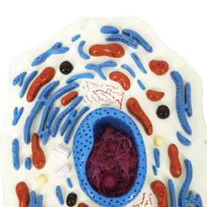 Bmn/B054 mô hình tế bào động vật giải phẫu y tế khoa học sinh học mô hình cho các trường học và bệnh viện - Product Image 5