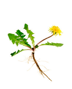 Persediaan Bio bubuk Dandelion ekstrak akar Taraxasterol serbuk Dandelion untuk <span class=keywords><strong>herbal</strong></span> tradisional - Product Image 6
