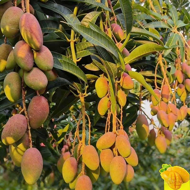 4# มะม่วง 10 เม็ด