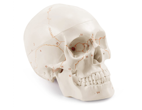 Life-Size PVC Adult Skull Anatomical <strong>Model</strong> 3-Part Lab with Removable Articulated <strong>Models</strong> for Training CE/ISO - Product Image 3