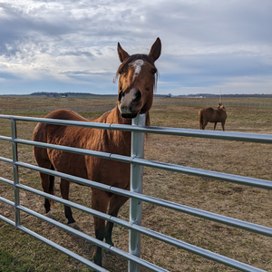 Valla continua directa de fábrica 3 4 5 6 Bar 20 pies Paneles de valla de ganado continuo - Product Image 4