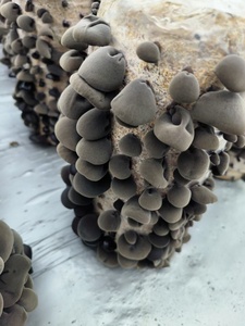 Machine de remplissage de sacs nutritifs <span class=keywords><strong>pour</strong></span> champignons Morel à performance excellente, machine d'ensachage de champignons - Product Image 6