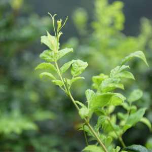 Bolsas al por Mayor de <span class=keywords><strong>Té</strong></span> de Bayas Orgánicas de Alta Calidad de Zhangjiajie, una Bebida que Promueve <span class=keywords><strong>la</strong></span> Salud - Product Image 4