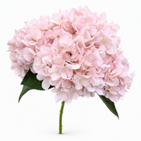 Bunga Hydrangea Besar 5 Cabang, Bunga Sutra Lembut Realistis untuk Dekorasi Pernikahan, Wisuda, Hari Valentine & Acara Thanksgiving