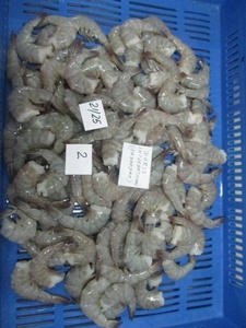กุ้งVannameiแช่แข็งจากอินเดีย - Product Image 3