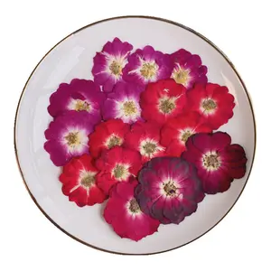 Großhandel DIY Material trockene Blume gepresste Rosenblüten für Harz Lesezeichen Schmuck und Handy hülle Dekoration