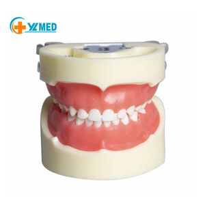 Modèles dentaires pour enfants, 24 dents de lait détachables, modèles d'enseignement oral pour hôpitaux et écoles dentaires - Product Image 1