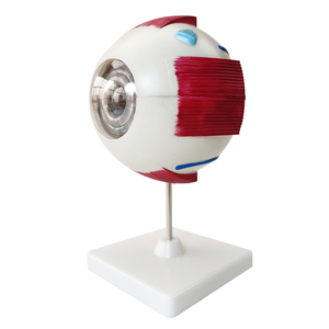 Modelo de Ojo Humano Fltek de Shanghái, Accesorio Oftálmico, Equipo de Enseñanza, Modelo LTB-M1 de Alta Definición con Detalles Detallados - Product Image 3