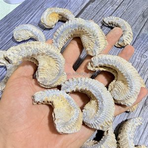 Fósil de Ostra Rastellum con Nervaduras Distintivas, Espécimen Bivalve del Cretácico Tardío para Investigación Geológica y Exhibición Paleontológica de Escritorio - Product Image 1