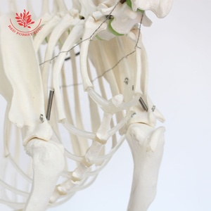 Modelo de <span class=keywords><strong>Esqueleto</strong></span> de Lobo, Modelo Anatómico Canino, para Estudio Veterinario y Anatomía <span class=keywords><strong>Animal</strong></span> - Product Image 6