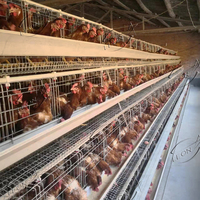 Système de cages à volaille automatique de type A bon marché pour l'élevage de poules pondeuses en métal et en acier pour poules pondeuses dans des poulaillers