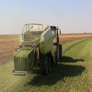 Foin de luzerne de qualité supérieure pour chevaux, bovins et porcs avec une humidité de 8% et une durée de conservation de 10 mois - Product Image 1