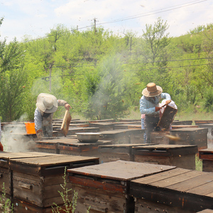 <span class=keywords><strong>Mad</strong></span> <span class=keywords><strong>Honey</strong></span>, miel brut en nid d'abeille, approvisionnement en usine, vente en gros, Miel Honig, édulcorant - Product Image 6