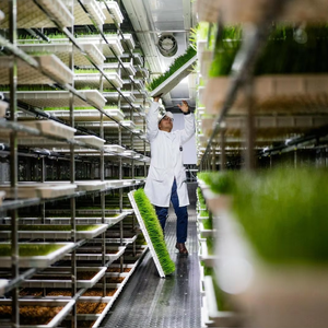 Machine de germination d'<span class=keywords><strong>orge</strong></span> entièrement automatique 500kg/jour/ferme de conteneur de fourrage de germination de germe de haricot pour la culture de fourrage vert - Product Image 1