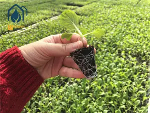 Berçário de mudas de flor, malha de bancada cultivar mesa de rolamento sistema de cultivo