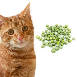 Friandises dentaires pour chiens et chats, friandises pour animaux de compagnie lyophilisées, friandises pour chiens à base de haricots verts lyophilisés, riches en protéines, vente en gros d'usine, OEM - Product Image 1