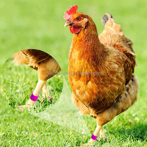 YZB Mix Kleur 16mm 18mm 20mm Pootringen Vogelclip op Beenringen voor Kuikens Bantam Kwetsbare Vogels Liefdesvogels Vink Kleine Pluimvee - Product Image 6