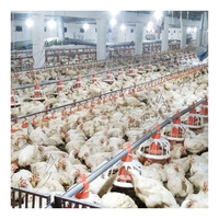 Système d'élevage de poulets de chair à commande automatique, design moderne, prix bas