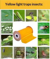 Piège à colle double face pour insectes volants (mouches des fruits) 10 cm x 100 m pour vergers et serres