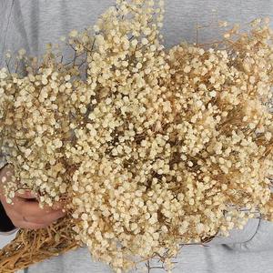 Nuevo 2026, Flor Seca Preservada, Gypsophila <span class=keywords><strong>Paniculata</strong></span>, Recuerdos de Boda, Decoración de Pared, Día de la Madre, Navidad - Product Image 2