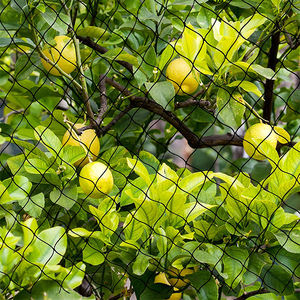 Red antiaves para protección de árboles frutales, estanque de plantas de cerezo, <span class=keywords><strong>mirtilo</strong></span>, Árbol frutal - Product Image 6
