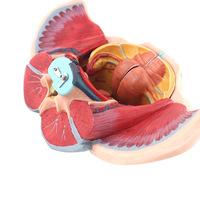 Modèle d'anatomie du bassin féminin avec les muscles du plancher pelvien, 4 composants