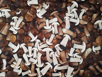 Diepvries Porcini-paddenstoelen IQF Boletus Edulis, hele & gesneden wilde bospaddenstoelen leverancier
