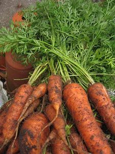Vietnam Sweet Fresh Organic High Vitamin Carotte Légume sain pour les boissons alimentaires et l'exportation au détail - Product Image 6
