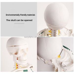 85Cm Cao PVC Bộ Xương Người Mô Hình Cho Khoa Học Y Tế Giáo Dục Nhựa Giải Phẫu Bộ Xương - Product Image 4