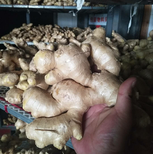 Jahe kering segar, aroma jahe segar harga grosir 100g + - Product Image 5