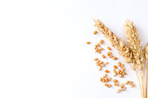 Blé Séché Biologique Premium en Vrac Qualité Alimentaire Non-OGM Riche en Protéines Fourniture en Gros pour la Boulangerie Commerciale et l'Exportation de Pâtes - Product Image 4