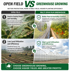 <span class=keywords><strong>Serre</strong></span> Commerciale Multi-Span en Promotion pour l'Agriculture et la Culture de Légumes <span class=keywords><strong>avec</strong></span> <span class=keywords><strong>Film</strong></span> <span class=keywords><strong>Plastique</strong></span> - Product Image 4