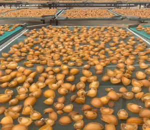 1KG Escargot de mer Haliotis Rubra naturel pur, écaillé, séché, viande <span class=keywords><strong>d</strong></span>'escargot de mer Haliotis Rubra pour fruits de mer - Product Image 3