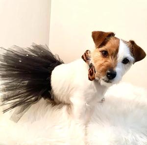 Pajarita de perro mascota de cuero de grano completo suave auténtica hecha a mano, regalos de alta calidad para cachorros, niños y niñas, mascotas - Product Image 5