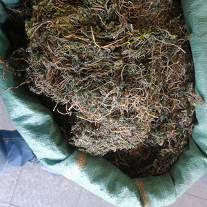 <span class=keywords><strong>Yi</strong></span> Duo <span class=keywords><strong>Yun</strong></span> Plantes entières de Sceptridium Ternatum séchées aux herbes originales à vendre - Product Image 5