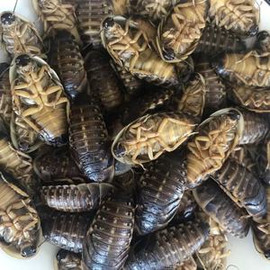 แมลงโปรตีนสูงที่กินได้ อีโคเฟรช แมลงสาบดูเบีย อาหารสัตว์เลี้ยง อาหารสัตว์ - Product Image 2