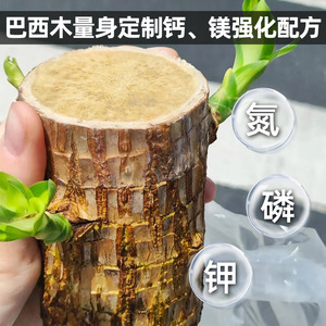 Solution nutritive pour bois d'arbre brésilien Cpai Hydroponic 100ml, nourriture liquide pour plantes pour Lucky Wood et Almonds - Product Image 5