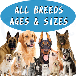 Suplemento <span class=keywords><strong>para</strong></span> masticar suave con glándulas anales <span class=keywords><strong>para</strong></span> <span class=keywords><strong>perros</strong></span>, alimento nutritivo <span class=keywords><strong>para</strong></span> mascotas <span class=keywords><strong>para</strong></span> la salud canina - Product Image 5