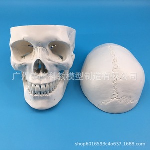 Modelo de esqueleto humano a escala 1:1, adorno de calavera de resina, decoración de oficina. - Product Image 2